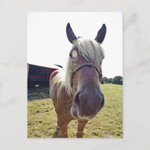 CARTE POSTALE LOUER UN CHEVAL AU SOLEIL AVEC NEZ JUSQU'À CAMÉRA