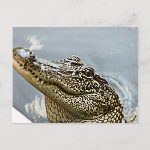 Carte postale Louisiana Alligator