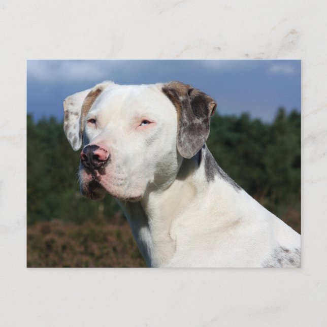 Carte Postale louisiana catahoula leopard (Devant)