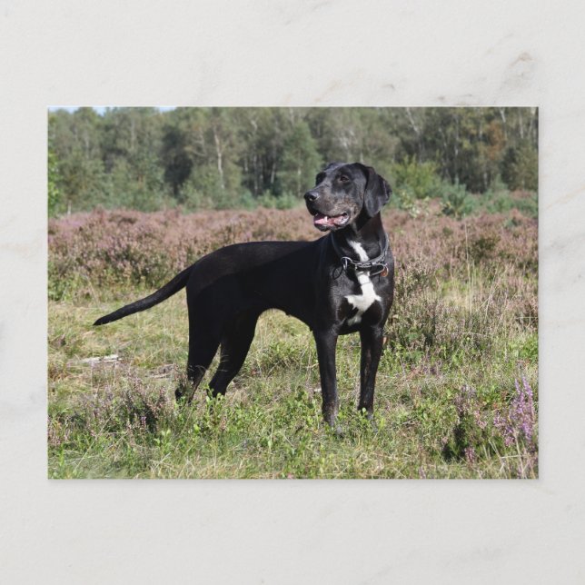 Carte Postale louisiana catahoula leopard (Devant)
