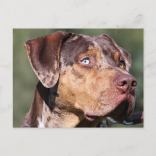 Carte Postale louisiana catahoula leopard