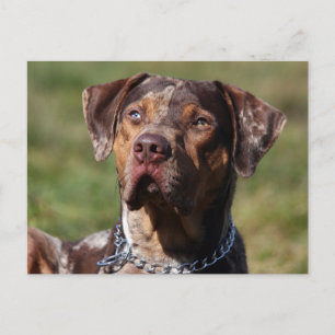 Carte Postale louisiana catahoula leopard