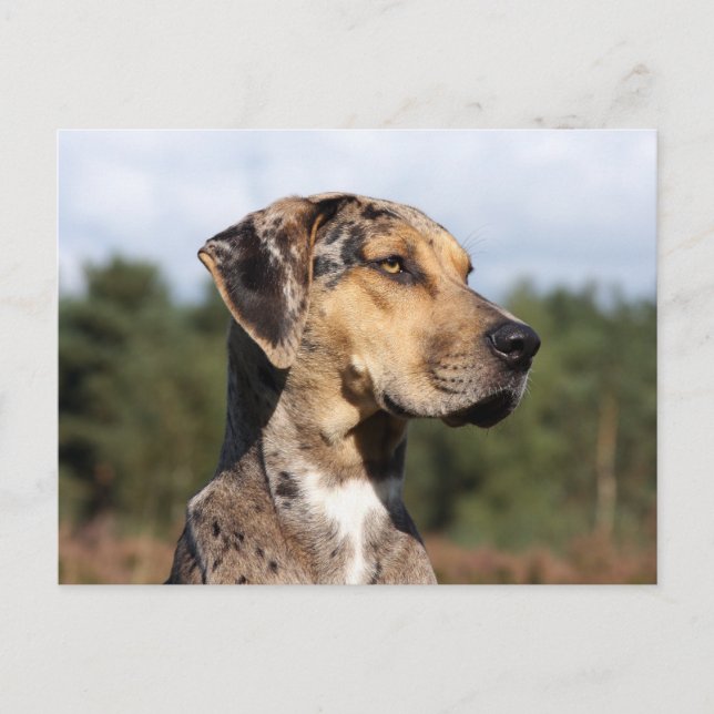 Carte Postale louisiana catahoula leopard (Devant)