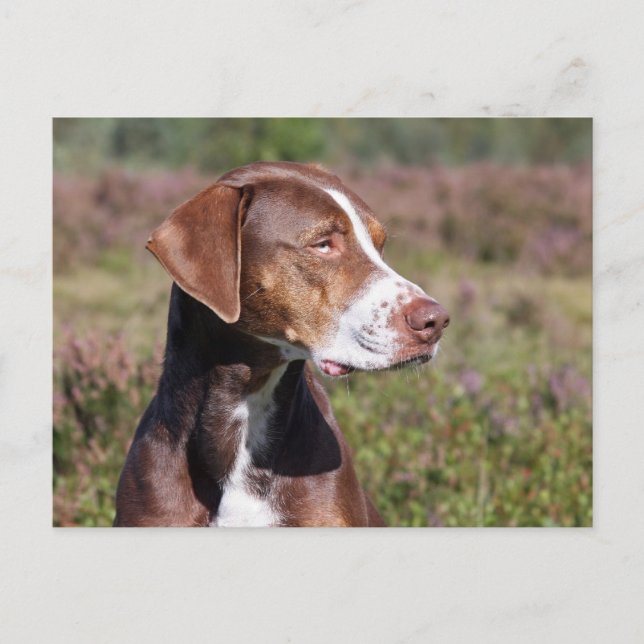 Carte Postale louisiana catahoula leopard (Devant)