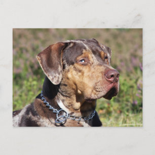 Carte Postale louisiana catahoula leopard