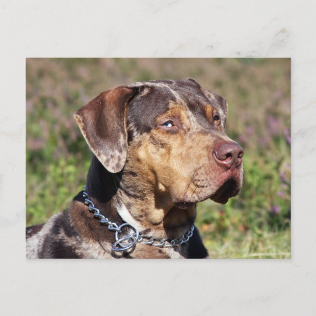 Carte Postale louisiana catahoula leopard (Devant)