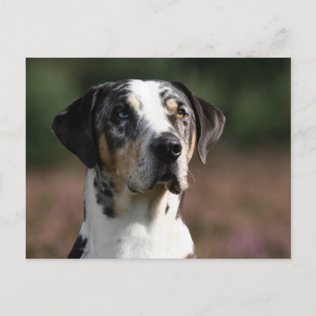 Carte Postale louisiana catahoula leopard (Devant)