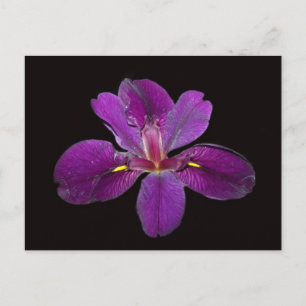 Carte postale Louisiana Gamecock Iris