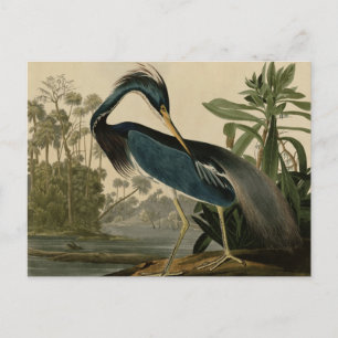 Carte Postale Louisiana Heron