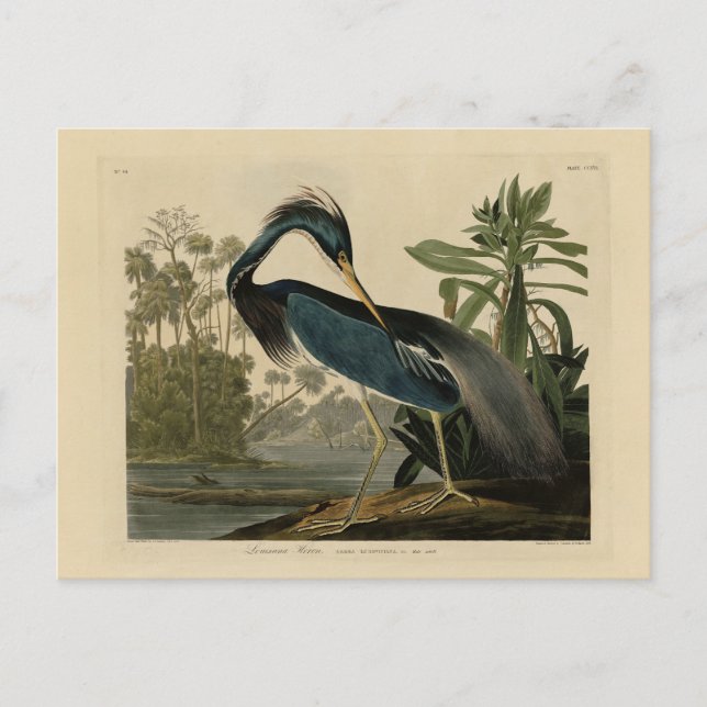 Carte Postale Louisiana Heron - de Audubon's Birds of America (Devant)