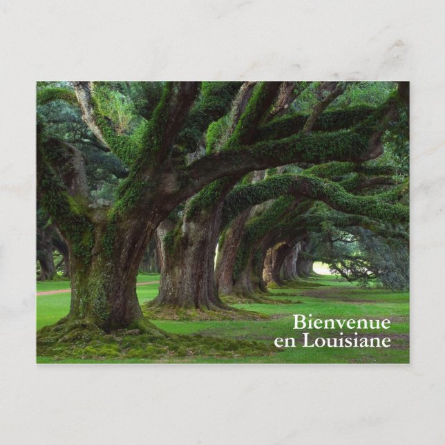 CARTE POSTALE LOUISIANA LIVE OAK TREBES (Devant)