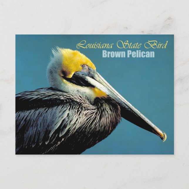 Carte Postale Louisiana State Bird - Pélican Brown (Devant)
