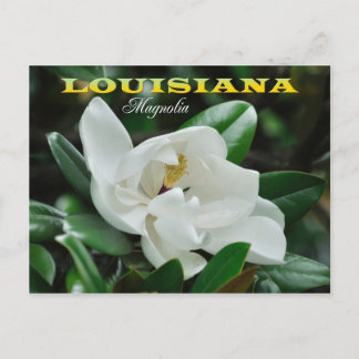 Carte Postale Louisiana State Flower : Magnolia