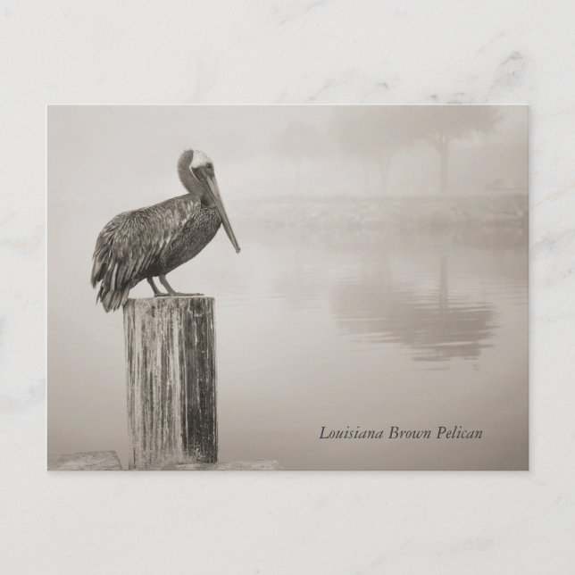 Carte Postale Louisiane Brown Pélican (Devant)