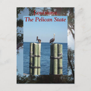 Carte Postale Louisiane L'État du Pélican