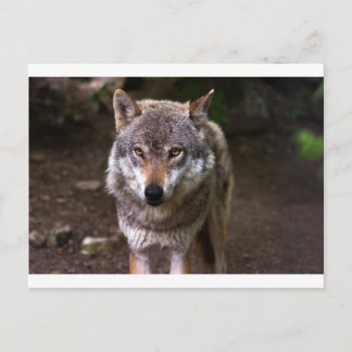 Carte Postale loup
