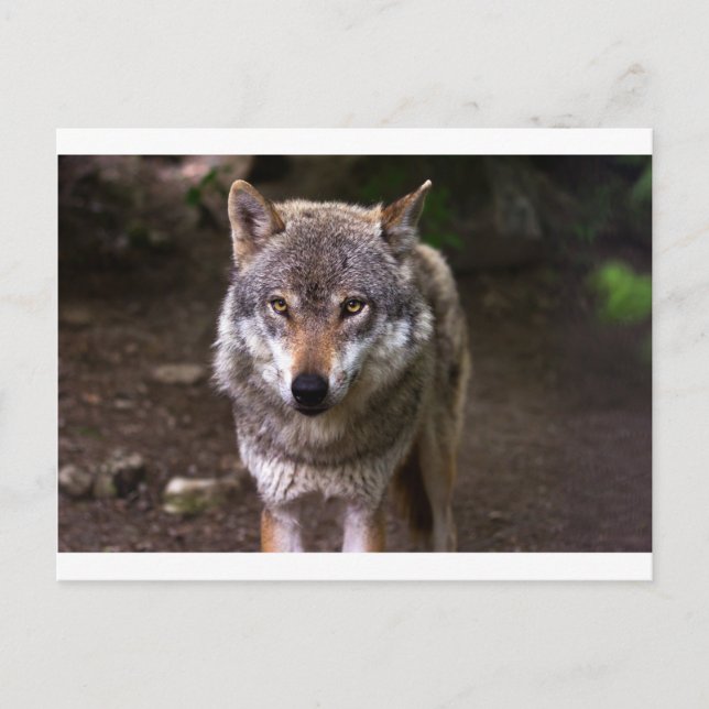 Carte Postale loup (Devant)