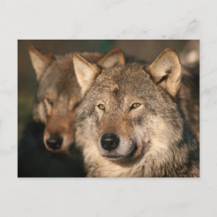 Carte Postale loup
