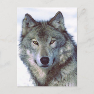 Carte Postale Loup
