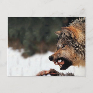 Carte Postale Loup
