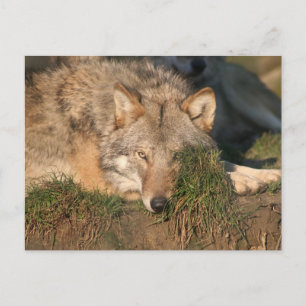 Carte Postale loup