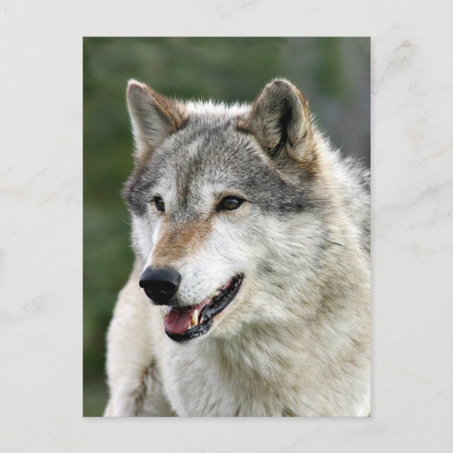 Carte Postale Loup (Devant)