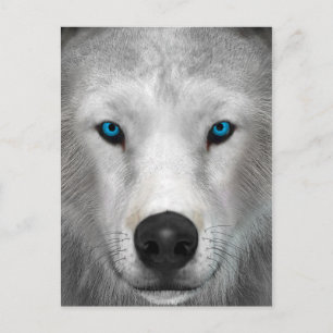 Carte Postale Loup Arctique