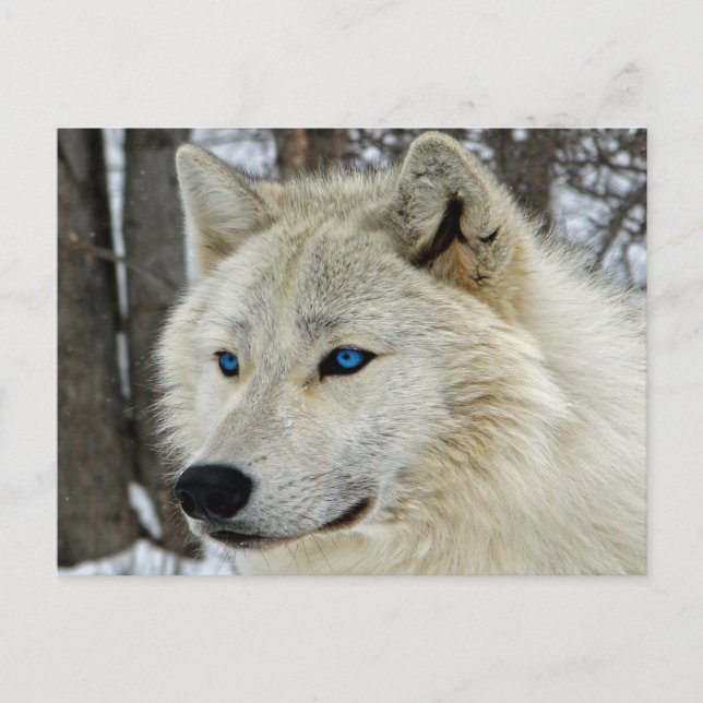 Carte postale Loup blanc aux yeux bleus (Devant)