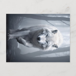 Carte Postale Loup blanc dans la forêt de Foggy