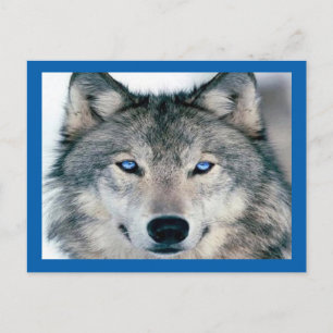 Carte Postale Loup bleu