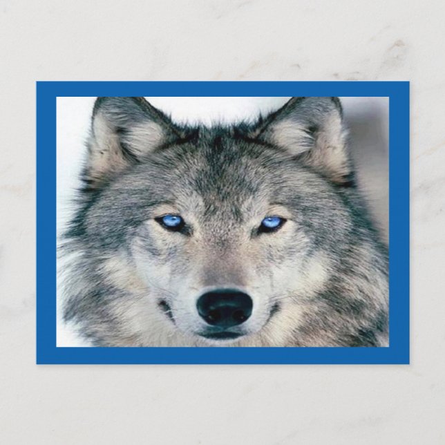 Carte Postale Loup bleu (Devant)