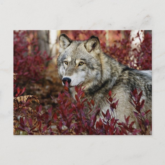 Carte Postale Loup dans l'affaire Foliage (Devant)
