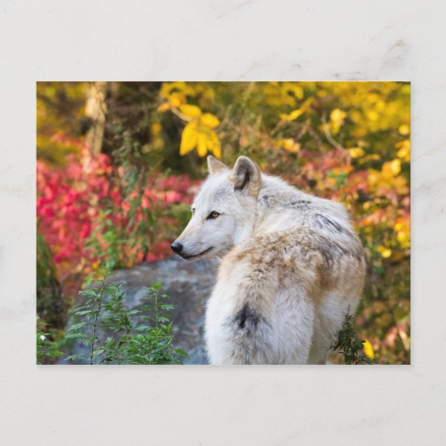 Carte Postale Loup d'automne (Devant)