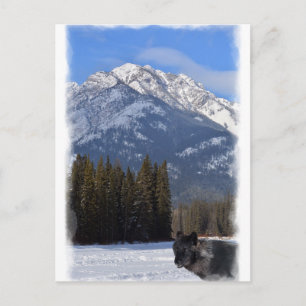 Carte Postale Loup de Banff en hiver avec Cascade du Mont