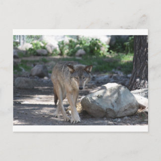 Carte Postale Loup de bois