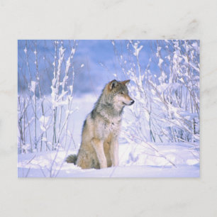 Carte Postale Loup de bois assis dans la neige, Canis lupus,