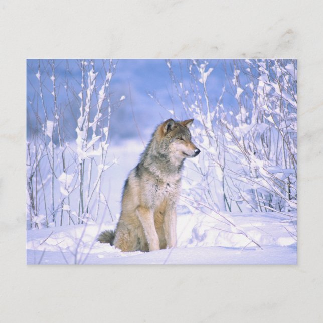 Carte Postale Loup de bois assis dans la neige, Canis lupus, (Devant)
