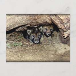 Carte Postale Loup de bois sauvage cubes jumeaux à Den