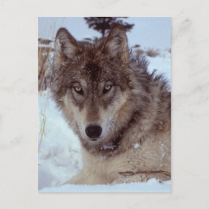Carte Postale Loup de Yellowstone