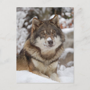 Carte Postale Loup d'hiver