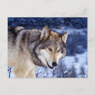 Carte Postale Loup d'hiver 2