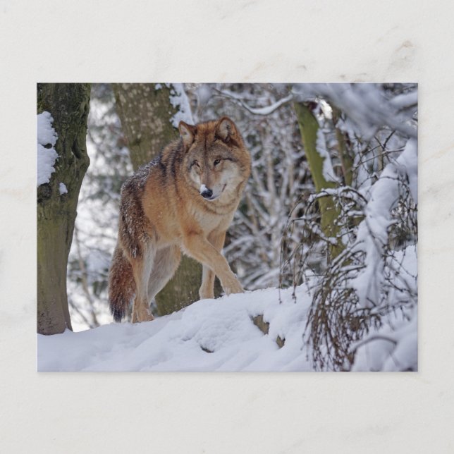 Carte Postale Loup d'hiver vintage (Devant)