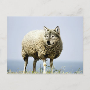 Carte Postale Loup en vêtements de mouton