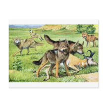 loup et coyote