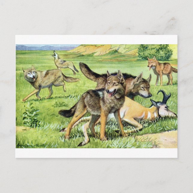 Carte Postale loup et coyote (Devant)