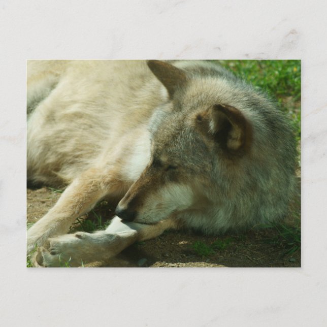 Carte postale Loup gris (Devant)