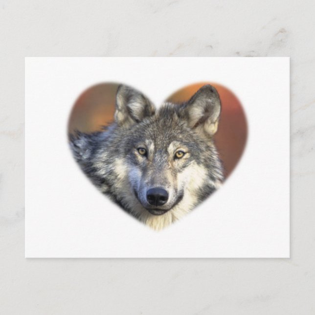 Carte Postale Loup gris (Devant)