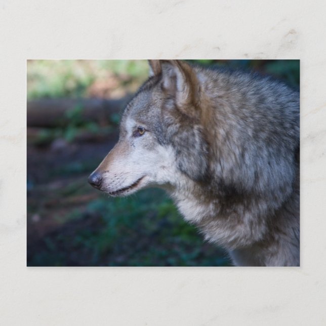 Carte Postale Loup gris (Devant)