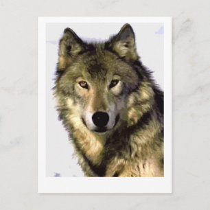 Carte Postale Loup gris