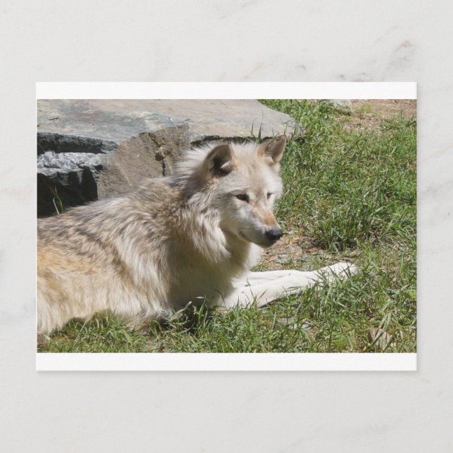 Carte postale Loup gris (Devant)